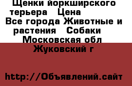 Щенки йоркширского терьера › Цена ­ 20 000 - Все города Животные и растения » Собаки   . Московская обл.,Жуковский г.
